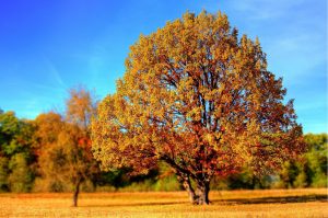 Park with Trees in Fall